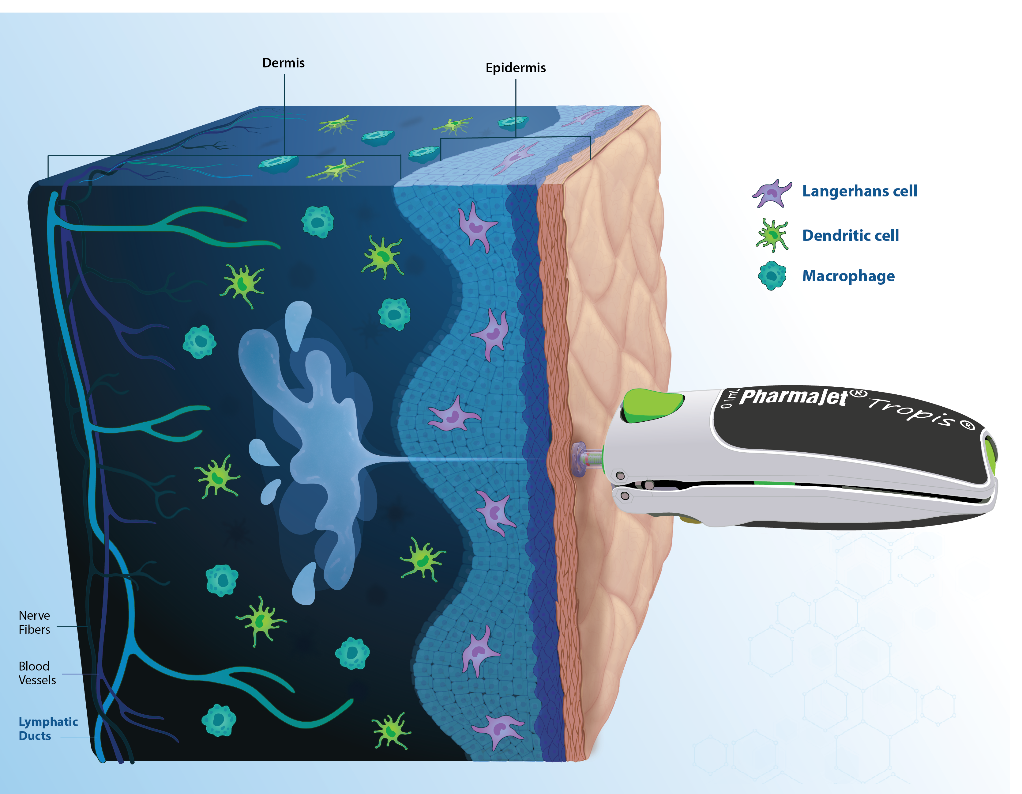 The PharmaJet pioneering technology unlocks the rich potential of the human dermis, paving the way for enhanced immune responses.