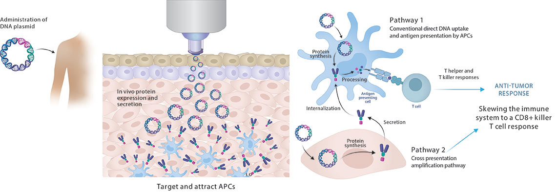 Modulating Immune Responses to Therapeutic Cancer Vaccines through Precision Delivery Technologies