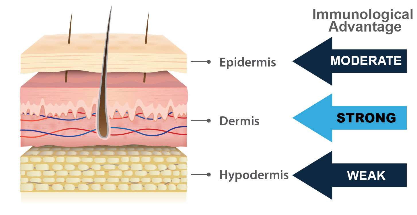 The skin's three layers